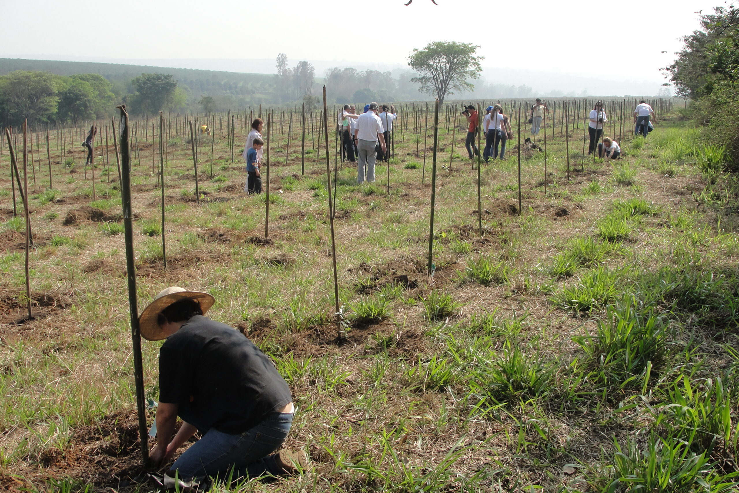 Dia Mundial do Meio Ambiente: Consórcio PCJ já sequestrou mais de 800 mil toneladas de carbono da atmosfera com seu programa de reflorestamento