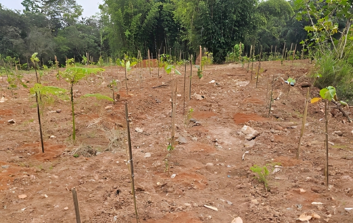 DAE de Santa Bárbara d’Oeste realiza plantio com mudas doadas pelo Consórcio PCJ