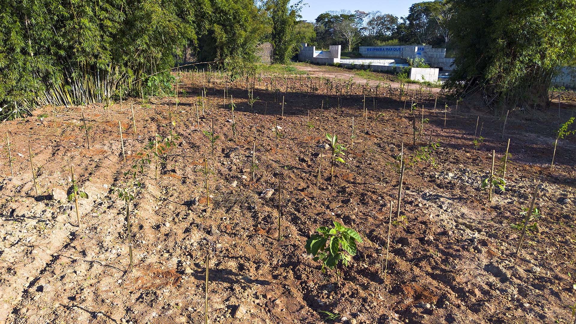 DAE de Santa Bárbara celebra Semana da Árvore e reafirma meta de 250 mil mudas, sendo 150 mil já plantadas